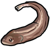 anguile