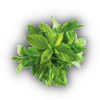 basil