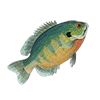 bluegill